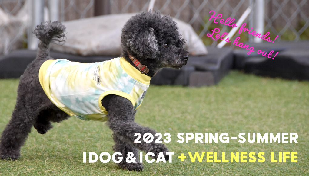 idogicat2023spring-summer concept