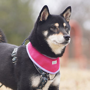 iDogウェアの工夫｜豊富なサイズ展開