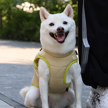 iDogコンセプト｜CHEERFUL＆COLOURFUL