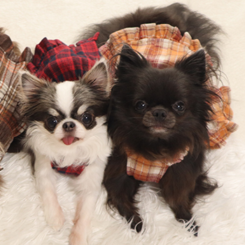 iDogコンセプト｜LIGHT＆SOFT