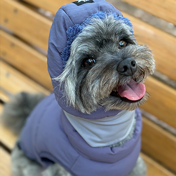 iDogコンセプト｜BATTING