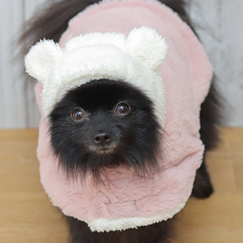 iDogコンセプト｜WARM & COMFORT