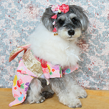 iDogウェアの工夫｜イベント