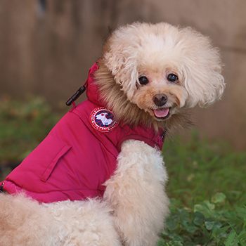 iDogウェアの工夫｜中広幅