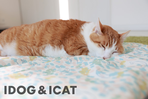 IDOG　ICAT 2021春夏新作ベッド