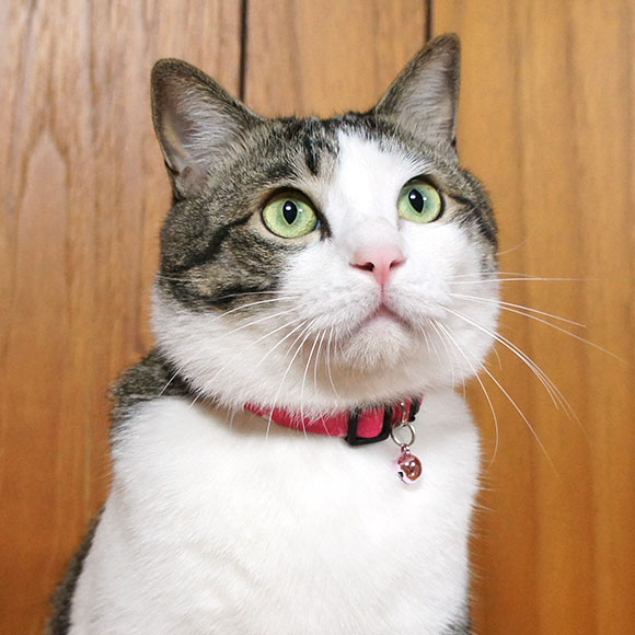 iDog＆iCat本店】iCat キティカラー ランダムスター-犬猫ペット