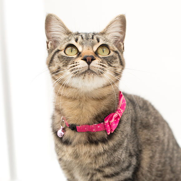 iDog＆iCat本店】iCat キティカラー ランダムスター×スターリボン-犬猫
