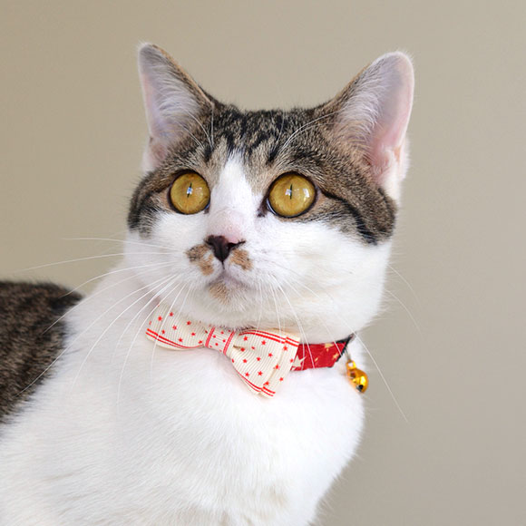 iDog＆iCat本店】iCat キティカラー ランダムスター×スターリボン-犬猫