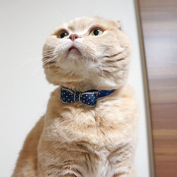 iDog＆iCat本店】iCat キティカラー ランダムスター×スターリボン-犬猫