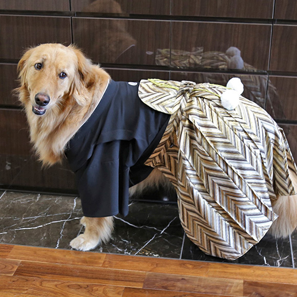 犬 服 着物 Idog 愛犬用袴 中大型犬用 家紋付袴 アイドッグ