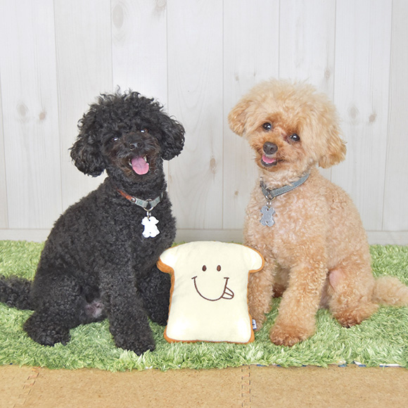 Idog Icat本店 Idog スマイリー食パン 鳴き笛入り アイドッグ 犬猫ペット用品通販のidog Icat ペット 犬 おもちゃ Idog Icat本店 Idog スマイリー食パン 鳴き笛入り アイドッグ 犬猫ペット用品通販のidog Icat ペット 犬 おもちゃ