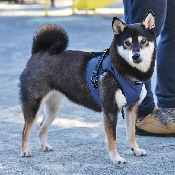 Idog Icat本店 Idog 犬用コンフォートハーネス リード付き Idog Equipment アイドッグ 犬猫ペット用品通販のidog Icat ペット 犬 ハーネス Idog Icat本店 Idog 犬用コンフォートハーネス リード付き Idog Equipment アイドッグ 犬猫ペット用品通販のidog Icat ペット 犬 ハーネス