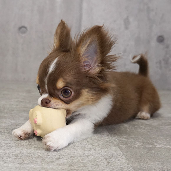 Idog Toy ラテックスtoy コロコロコマメ アイドッグ 犬猫ペット用品通販のidog Icat ペット 犬 おもちゃ