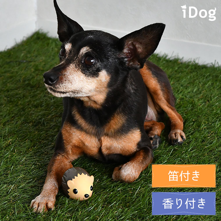 Idog Icat本店 Idog Toy ラテックスtoy ころりんハリネズミ アイドッグ 犬猫ペット用品通販のidog Icat ペット 犬 おもちゃ Idog Icat本店 Idog Toy ラテックスtoy ころりんハリネズミ アイドッグ 犬猫ペット用品通販のidog Icat ペット 犬 おもちゃ