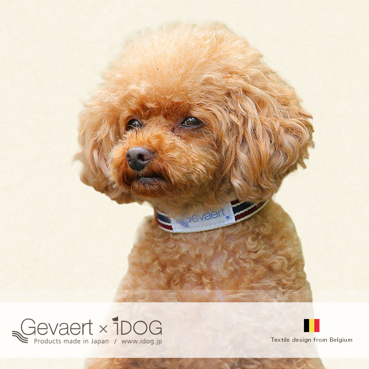 犬 首輪 カラーレザー 本革 Gevaert×iDog 犬用首輪 ボーダー アイドッグ 犬の首輪  犬のカラー