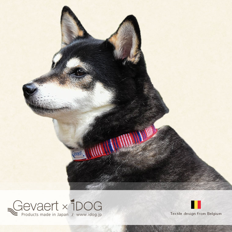 犬 首輪 カラーレザー 本革 Gevaert×iDog 犬用首輪 マルチストライプ アイドッグ 犬の首輪  犬のカラー