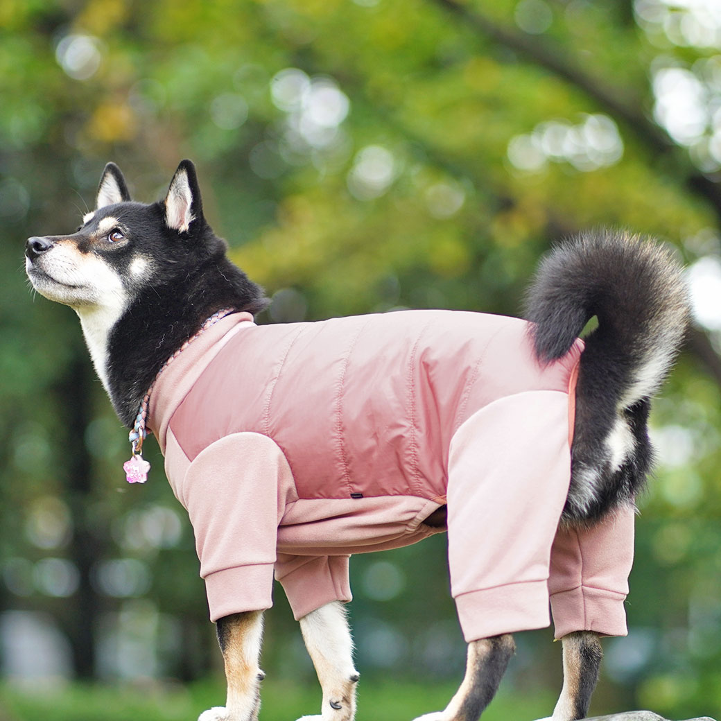 Gevaert×iDog 犬用首輪 ボーダー アイドッグ - IDOGamp;ICAT