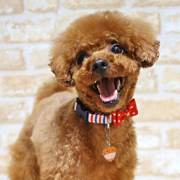 iDog＆iCat本店】iDog&iCat ネームタグ【迷子札ハート型】がおー-犬猫