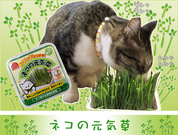 犬 猫 サプリメント ぺティオ PETIO ネコの元気草 ペット ペットサプリ サプリ 健康