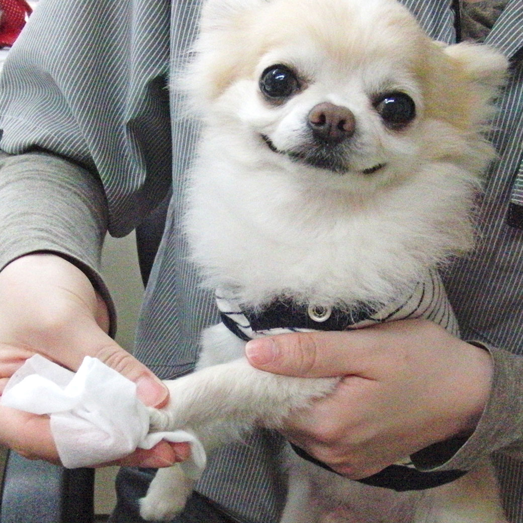 iDog&iCat本店】ライオン LION ペットキレイ 除菌できるウェットティッシュ-犬猫ペ... ライオンペット ペットキレイ 除菌できる ウェットティッシュ 80枚
