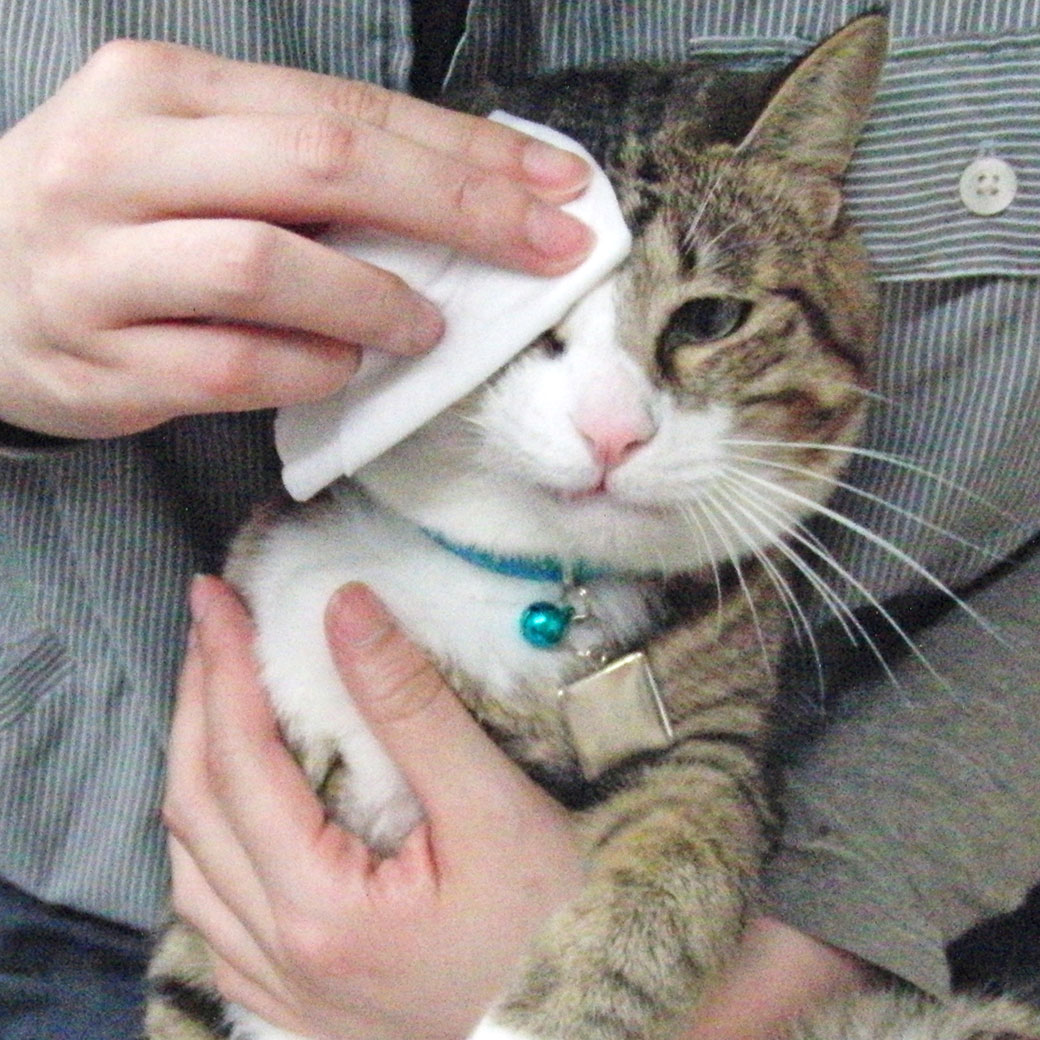 iDog＆iCat本店】ライオン LION ペットキレイ 除菌できるウェットティッシュ-犬猫ペ...