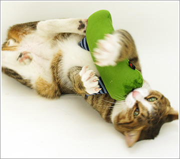 Idog Icat本店 Idog Icat Itoy アイトイ ケリケリだんまり猫 犬猫ペット Idog Icat本店 Idog Icat Itoy アイトイ ケリケリだんまり猫 犬猫ペット
